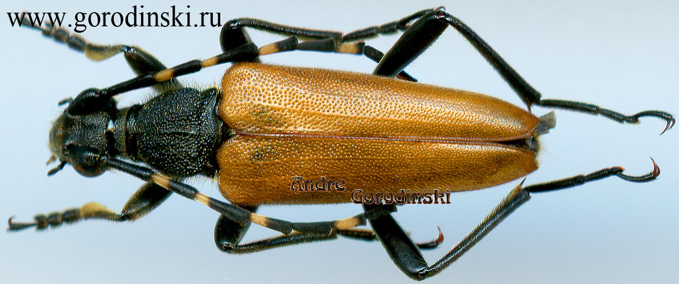 http://www.gorodinski.ru/cerambyx/Leptura variicornis.jpg
